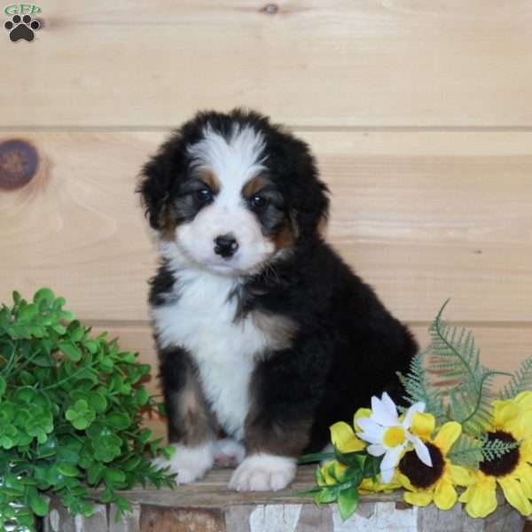 Sparky – F1, Bernedoodle Puppy